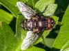 Pollenia sp.